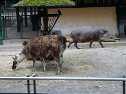 Alpacas and Malayan Tapir at the Royal Artis Zoo