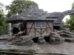 Alpine Ibexes at the Royal Artis Zoo