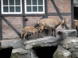 Alpine Ibexes at the Royal Artis Zoo