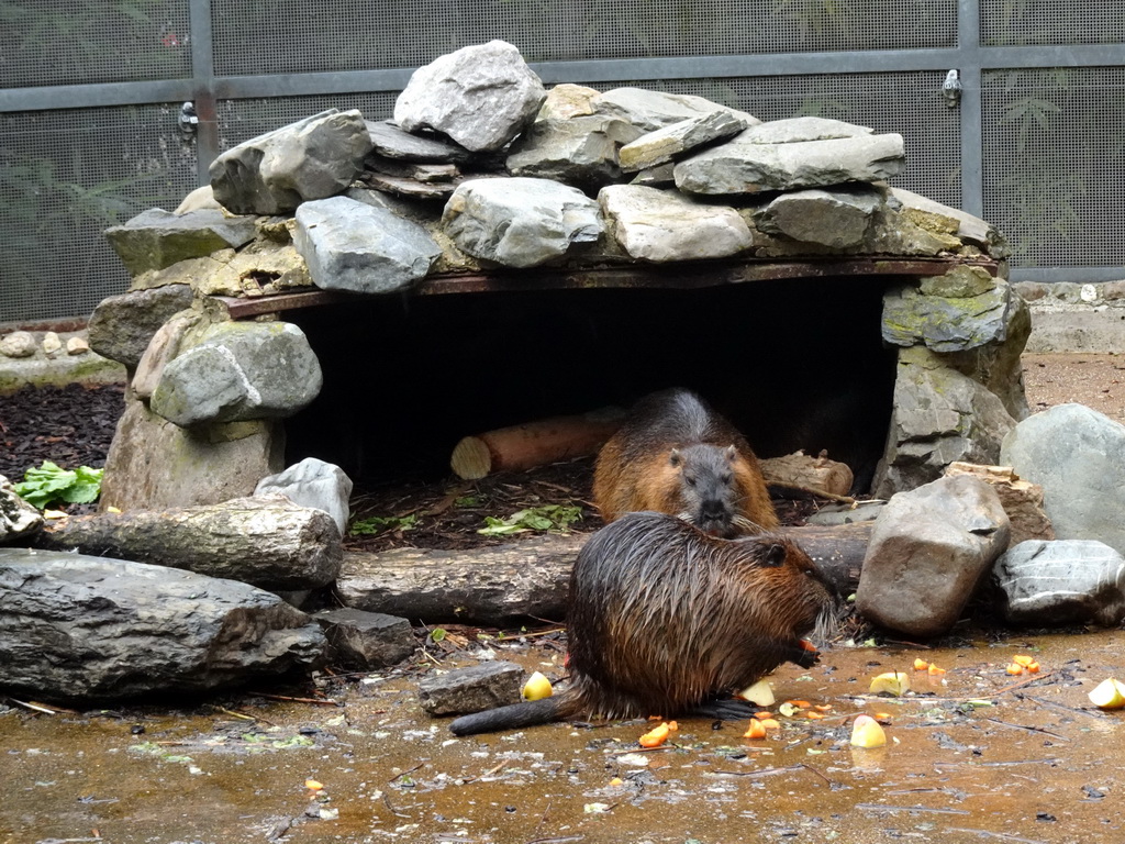 Coypus at the Royal Artis Zoo