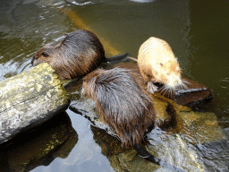 Coypus at the Royal Artis Zoo