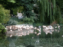 Chilean Flamingos at the Royal Artis Zoo