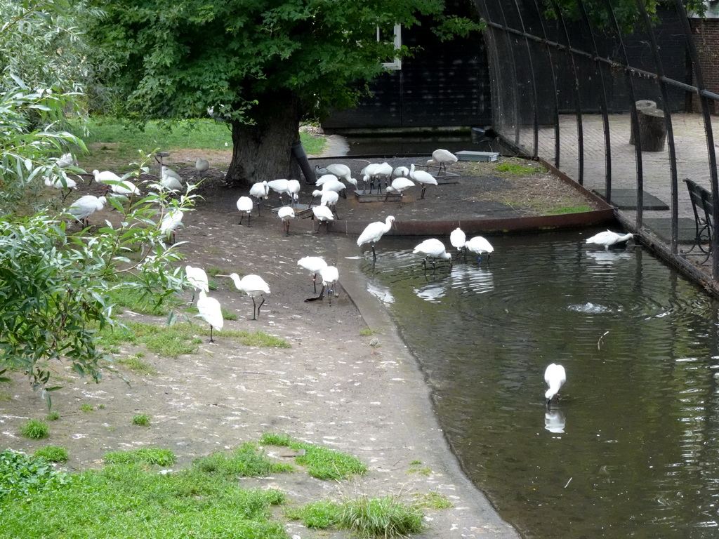 Eurasian Spoonbills at the Hollandse Polder aviary at the Royal Artis Zoo