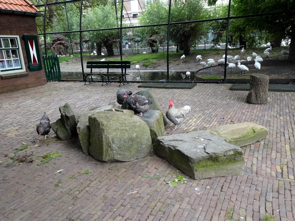 Chickens at the Childrens Farm and Eurasian Spoonbills at the Hollandse Polder aviary at the Royal Artis Zoo
