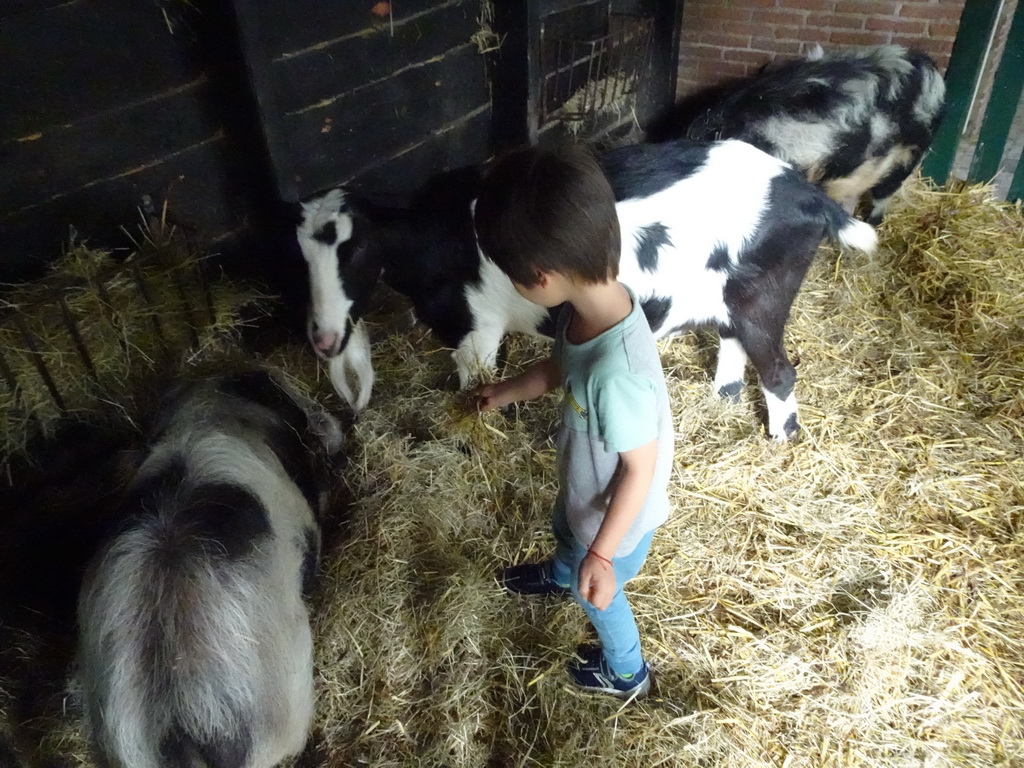 Max with goats at the Childrens Farm at the Royal Artis Zoo