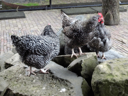 Chickens at the Childrens Farm at the Royal Artis Zoo