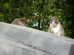 Japanese Macaques at the Royal Artis Zoo