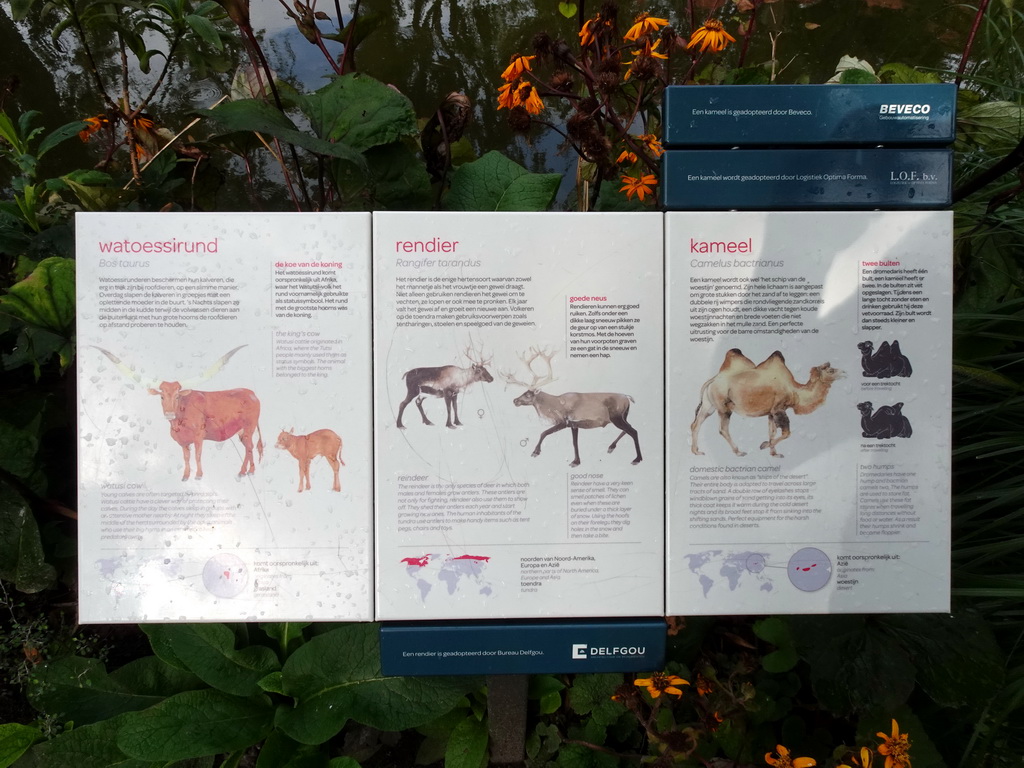 Explanation on the Ankole-Watusi Cattle, Reindeer and Camel at the Royal Artis Zoo
