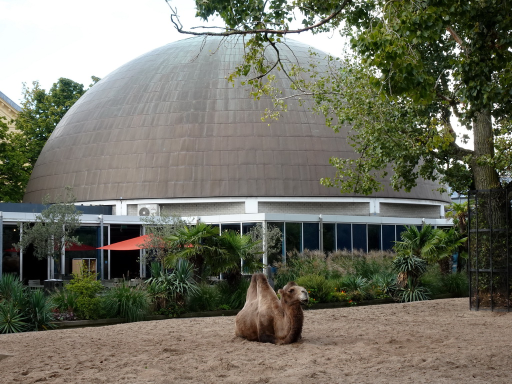 Camel in front of the Planetarium at the Royal Artis Zoo