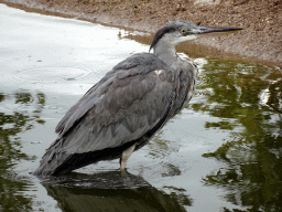 Heron at the Royal Artis Zoo