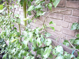 Pear plant at the garden of the Willet-Holthuysen Museum