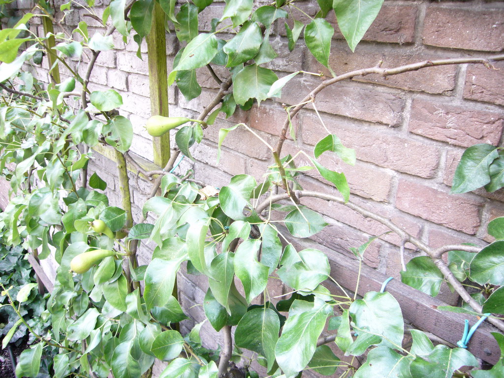 Pear plant at the garden of the Willet-Holthuysen Museum