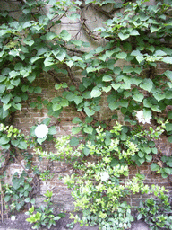 Creepers in the garden of a building at the Herengracht street