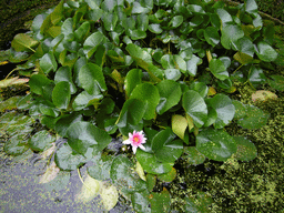 Pond with water lilies at the garden of the Herengracht 522 building