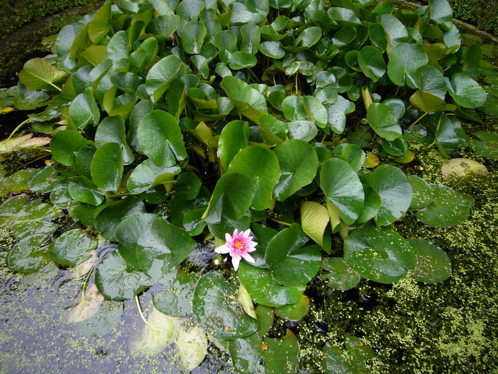 Pond with water lilies at the garden of the Herengracht 522 building