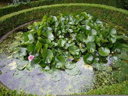 Pond with water lilies at the garden of the Herengracht 522 building