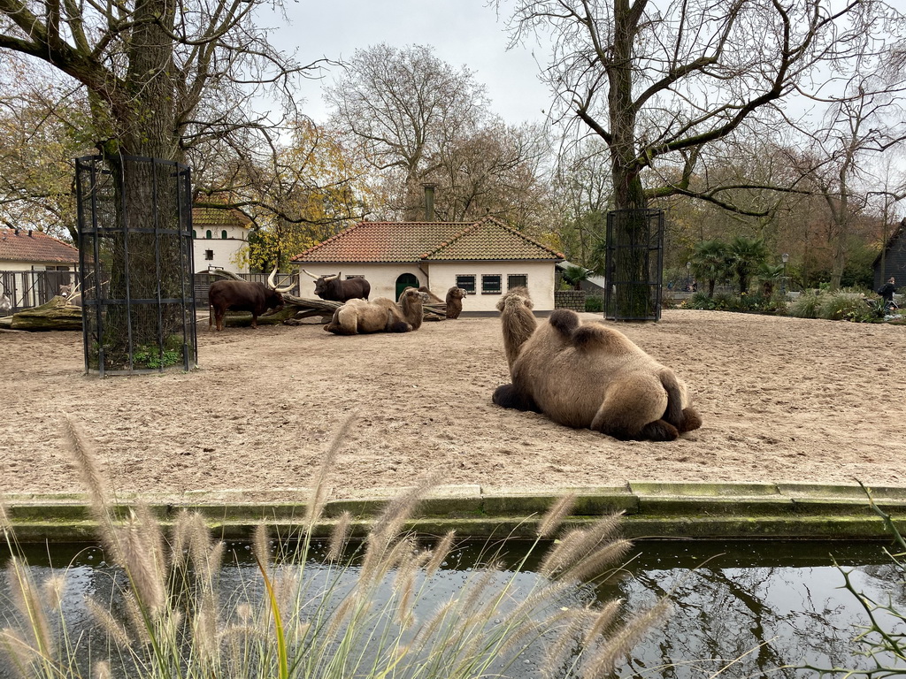 Camels and Ankole-Watusi Cattle at the Royal Artis Zoo