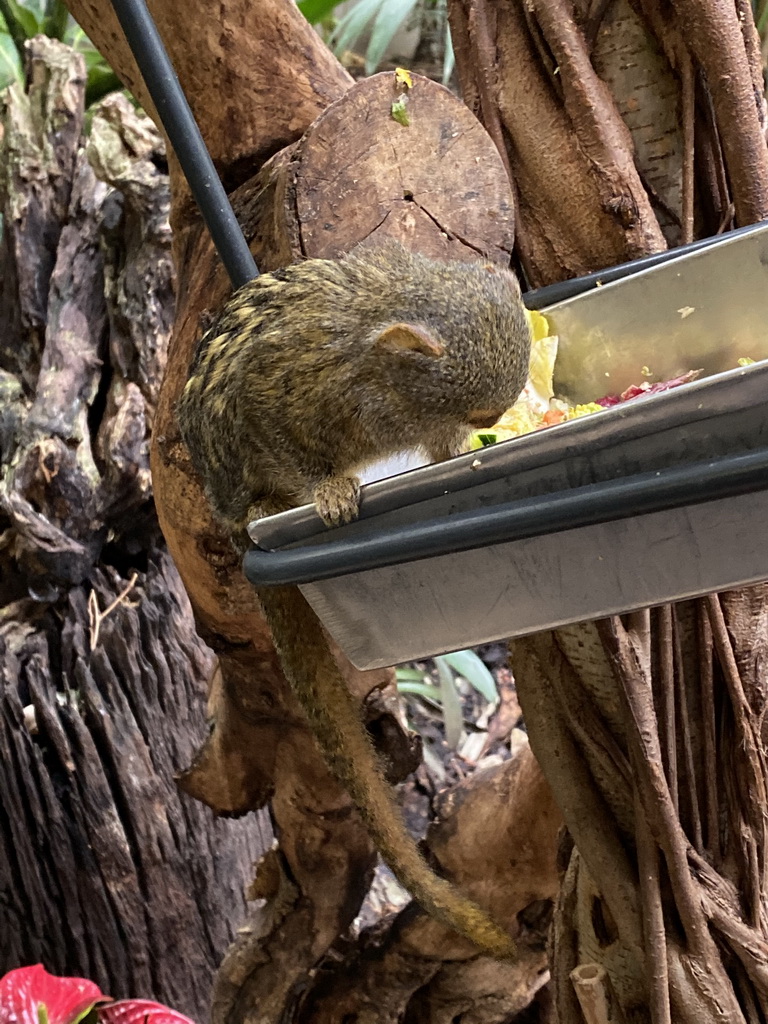 Pygmy Marmoset at the Forest House at the Royal Artis Zoo