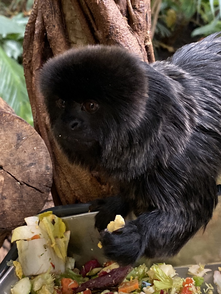 Goeldi`s Marmoset at the Forest House at the Royal Artis Zoo