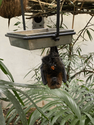 Rodrigues Flying Fox at the Forest House at the Royal Artis Zoo