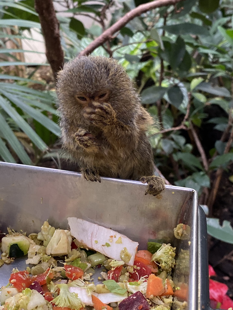 Pygmy Marmoset at the Forest House at the Royal Artis Zoo