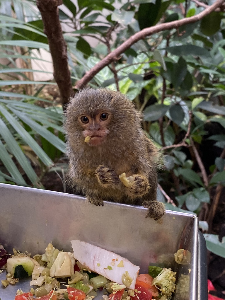 Pygmy Marmoset at the Forest House at the Royal Artis Zoo