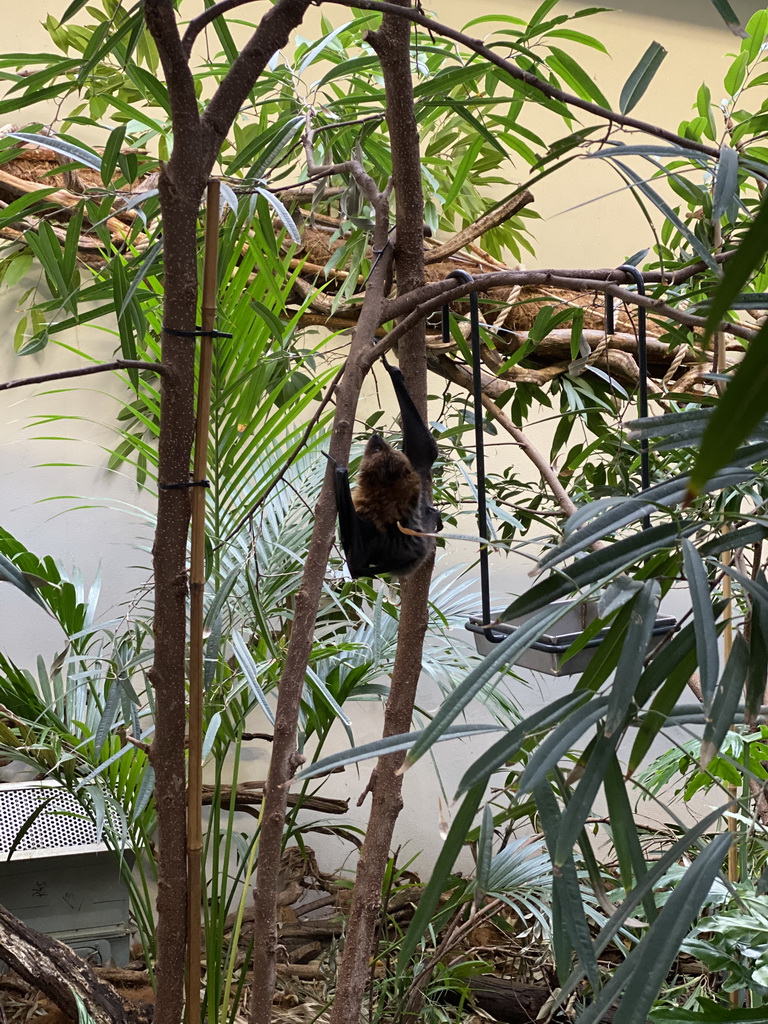 Rodrigues Flying Fox at the Forest House at the Royal Artis Zoo