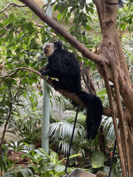 White-faced Saki at the Forest House at the Royal Artis Zoo