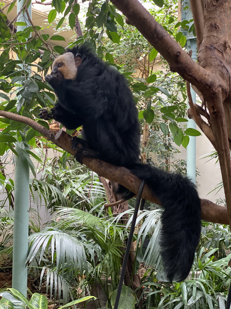 White-faced Saki at the Forest House at the Royal Artis Zoo