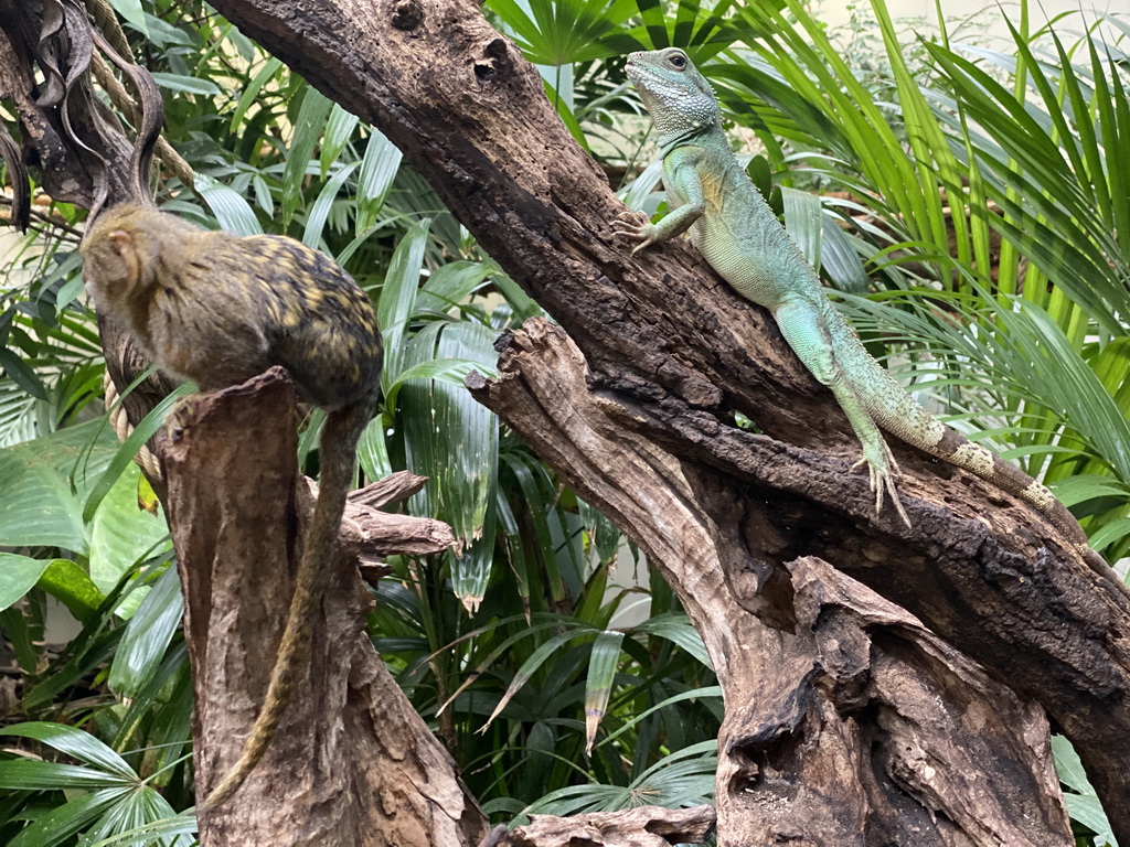 Pygmy Marmoset and Asian Water Dragon at the Forest House at the Royal Artis Zoo
