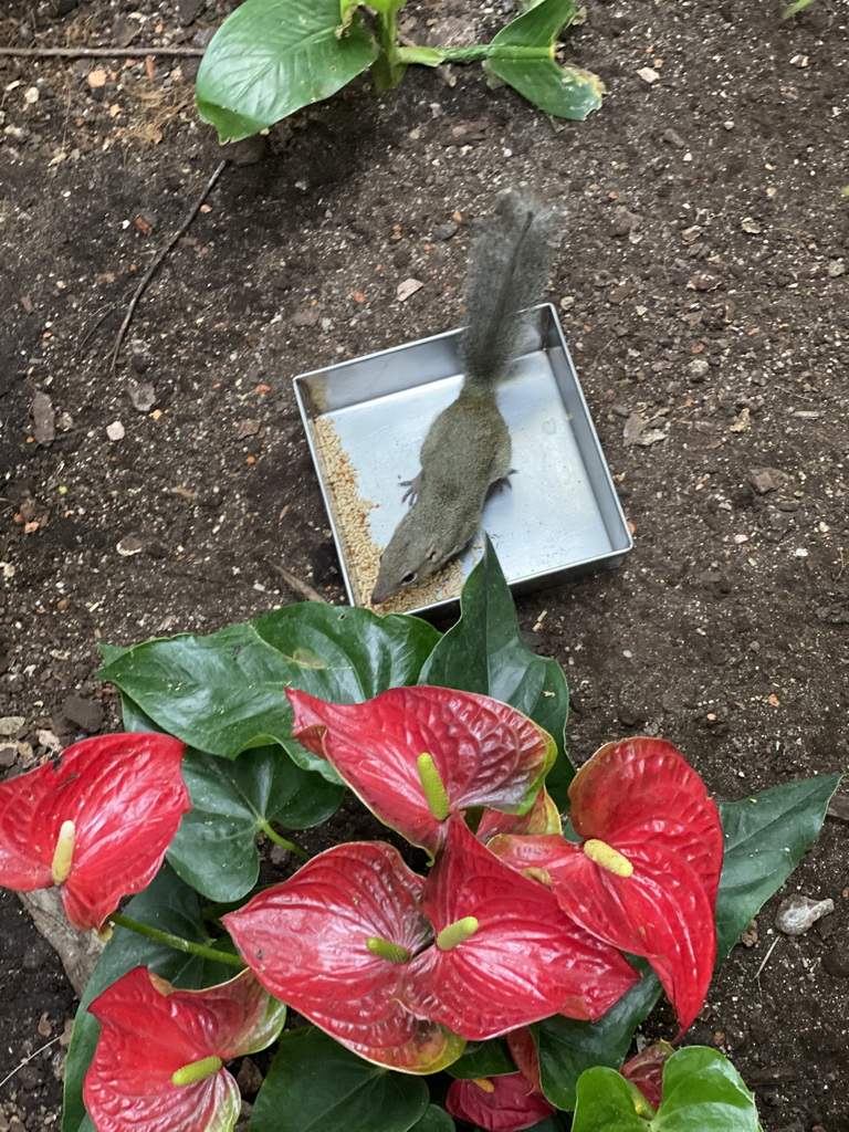 Northern Tree Shrew at the Forest House at the Royal Artis Zoo