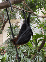Rodrigues Flying Fox at the Forest House at the Royal Artis Zoo