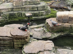 Inca Terns at the Bird House at the Artis Zoo