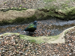 Bird at the Bird House at the Royal Artis Zoo