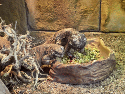 Chuckwallas at the Reptile House at the Royal Artis Zoo