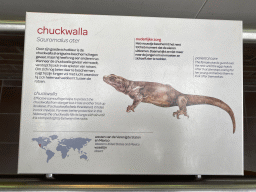 Explanation on the Chuckwalla at the Reptile House at the Royal Artis Zoo