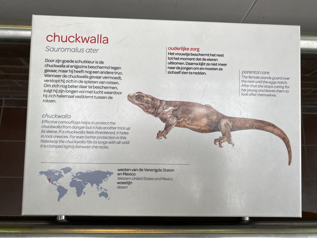 Explanation on the Chuckwalla at the Reptile House at the Royal Artis Zoo