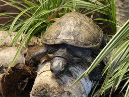 European Pond Turtle at the Reptile House at the Royal Artis Zoo