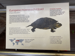 Explanation on the European Pond Turtle at the Reptile House at the Royal Artis Zoo