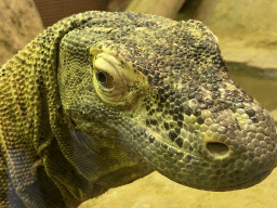 Komodo Dragon at the Reptile House at the Royal Artis Zoo
