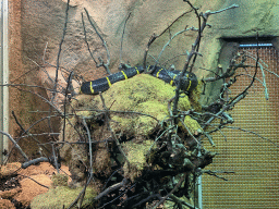 Mangrove Snake at the Reptile House at the Royal Artis Zoo