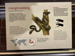 Explanation on the Mangrove Snake at the Reptile House at the Royal Artis Zoo
