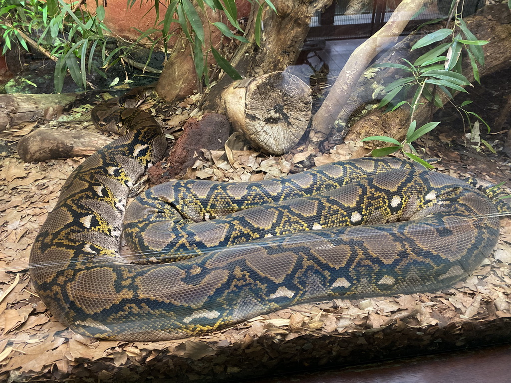 Reticulated Python at the Reptile House at the Royal Artis Zoo