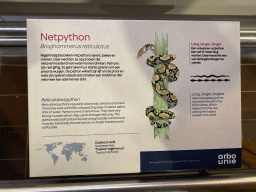 Explanation on the Reticulated Python at the Reptile House at the Royal Artis Zoo