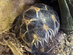 Radiated Tortoise at the Reptile House at the Royal Artis Zoo