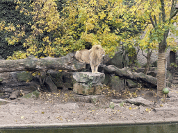 Lion at the Royal Artis Zoo