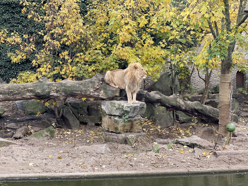 Lion at the Royal Artis Zoo