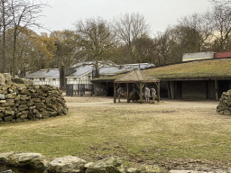 Grévy`s Zebras at the Royal Artis Zoo