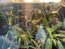 Locusts at the Insectarium at the Royal Artis Zoo