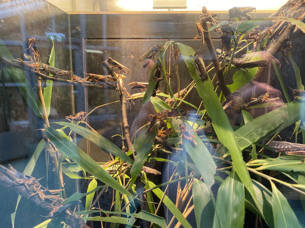 Locusts at the Insectarium at the Royal Artis Zoo